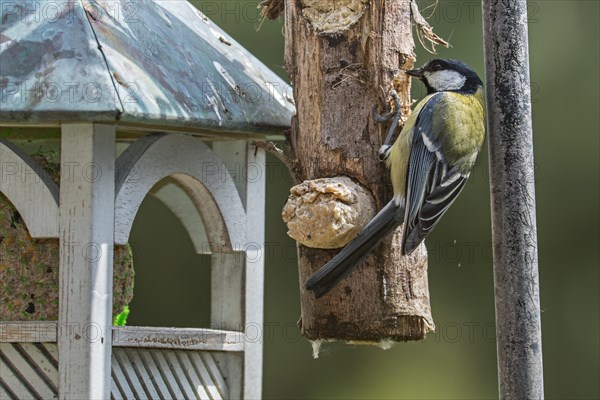 Great tit