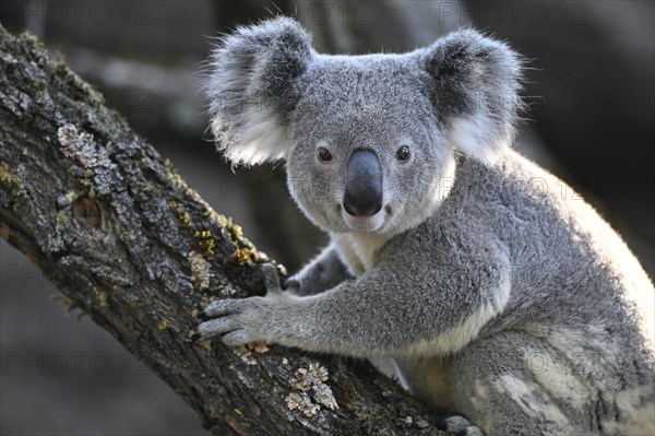 Koala