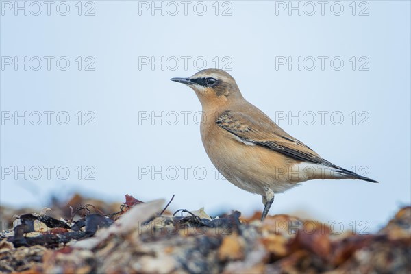 Northern Wheatear