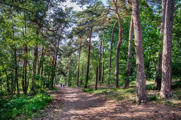 Hiking trail by the forest lake