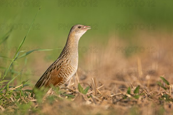 Corn crake