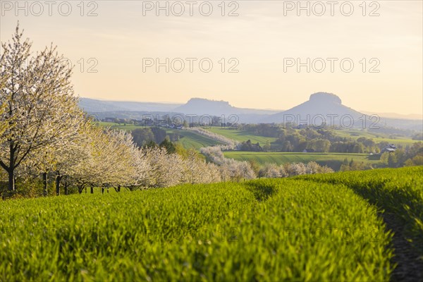 Cherry avenue on the Adamsberg with a view of the Koenigstein Fortress and the Lilienstein