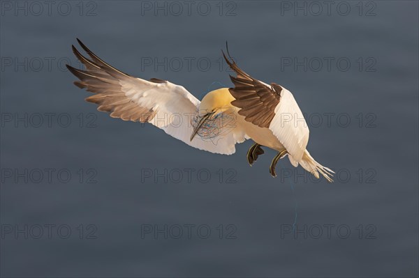 Northern gannet