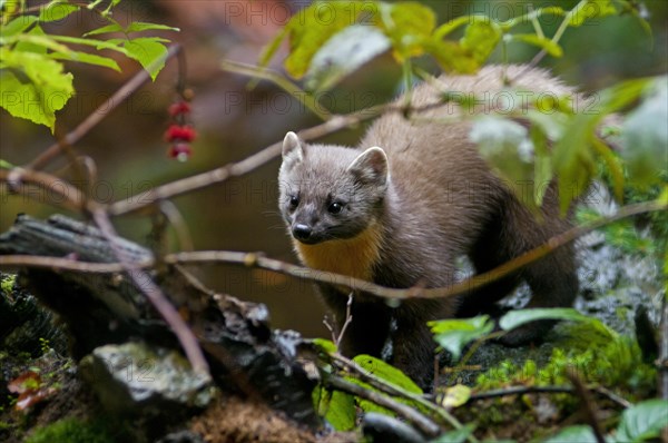 European pine marten