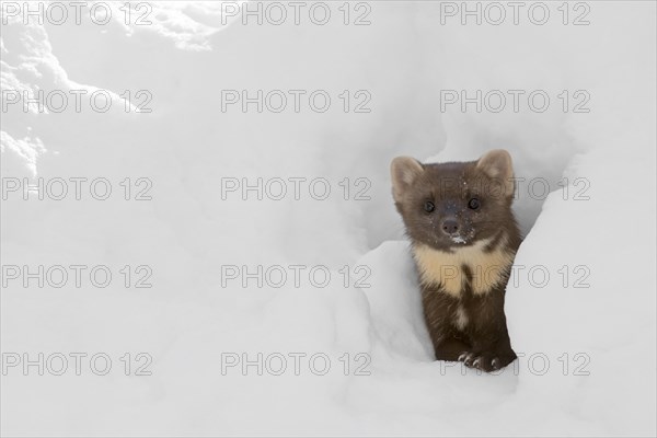 Curious pine marten