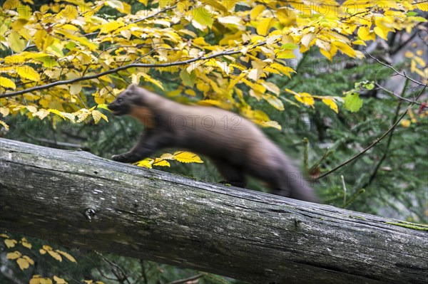 European pine marten