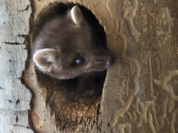 European pine marten