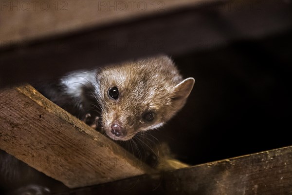 Beech marten