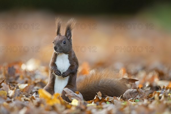 Cute Eurasian red squirrel