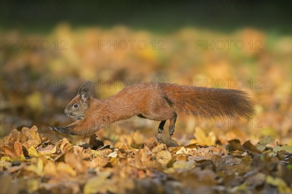 Cute Eurasian red squirrel