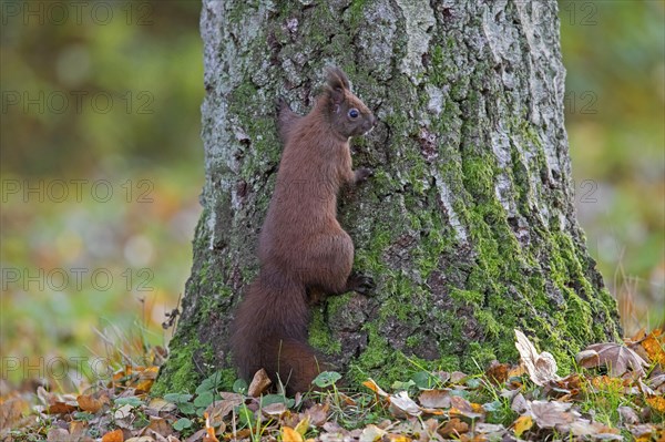 Cute Eurasian red squirrel