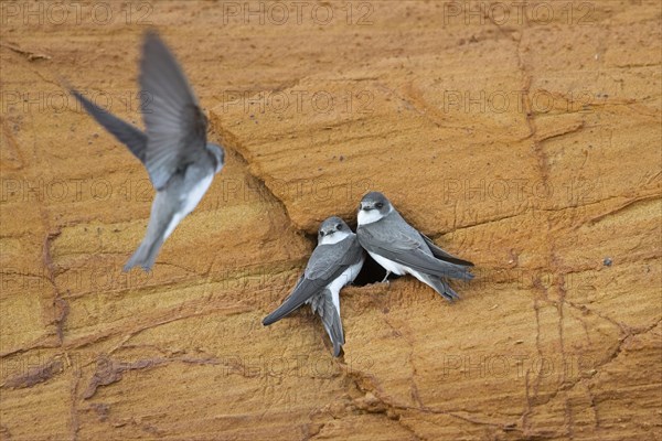 Three sand martins