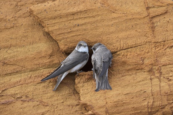 Couple of sand martins