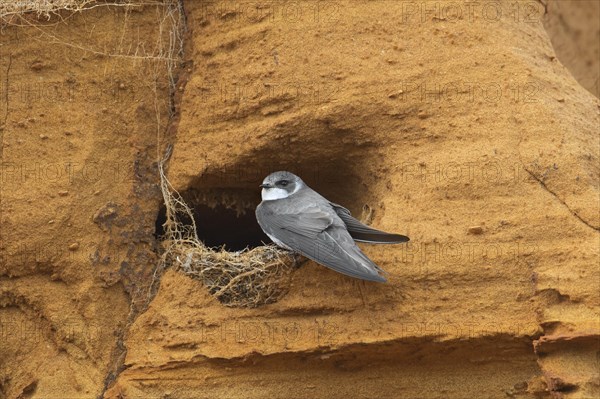 European sand martin