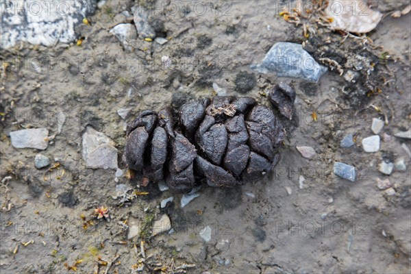 Close-up of fresh droppings from Svalbard reindeer