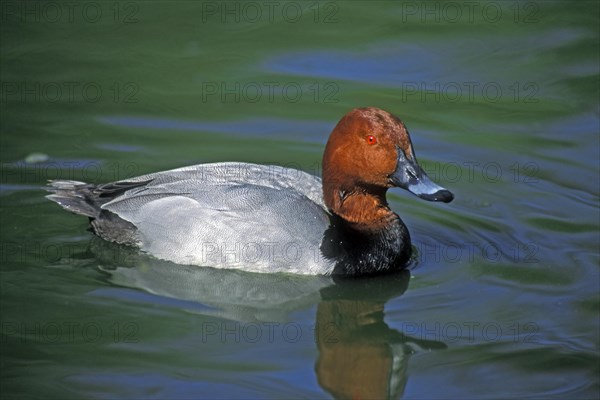 Common pochard