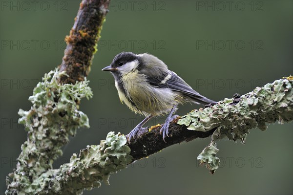 Great Tit