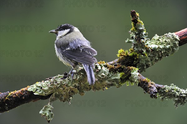 Great Tit