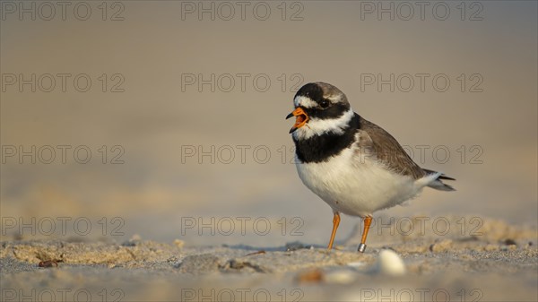 Ringed Plover