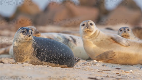 Harbor seal