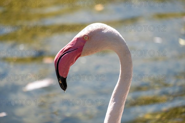 Stuttgart Flamingo in the Killesberg animal enclosure