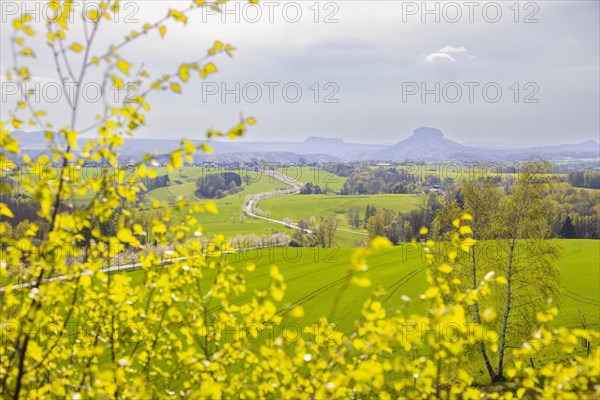 Cherry avenue on the Adamsberg with a view of the Koenigstein Fortress and the Lilienstein