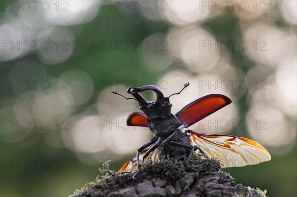 European stag beetle