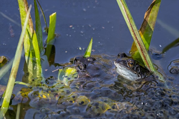 European common frog