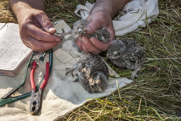 Bird ringer ringing Little Owl