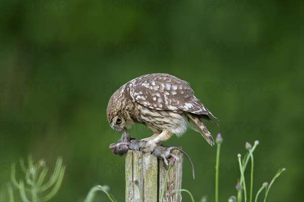 Ringed little owl