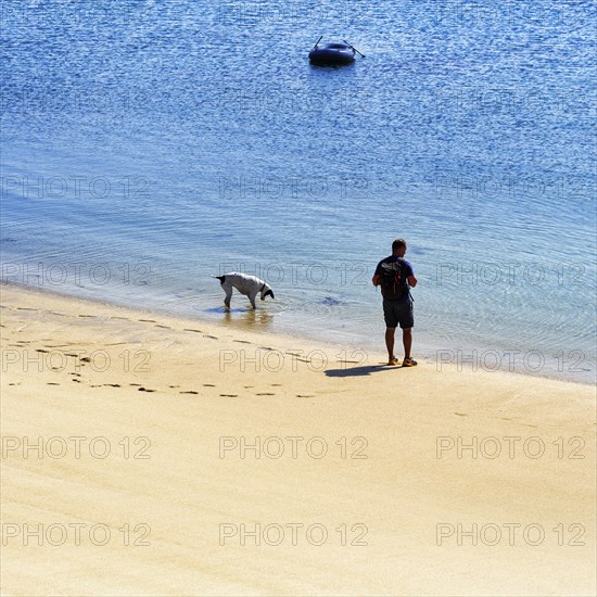 Dog walker on sandy beach