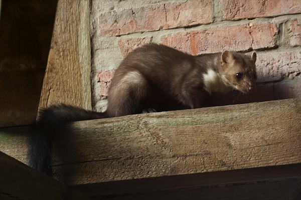 Beech marten