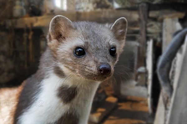 Close-up portrait of beech marten