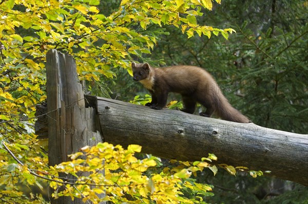 European pine marten