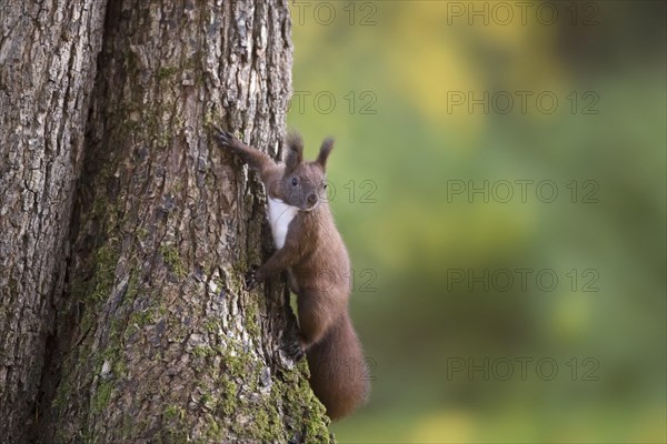 Cute Eurasian red squirrel