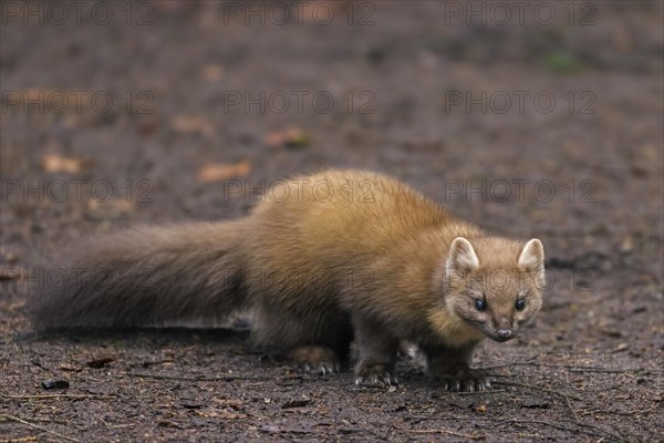 European pine marten