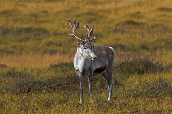 Reindeer