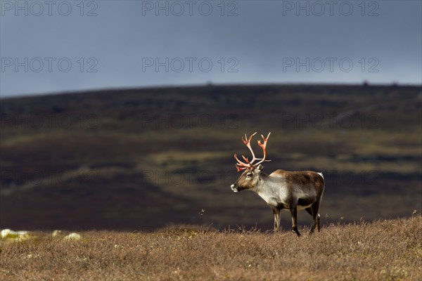 Reindeer