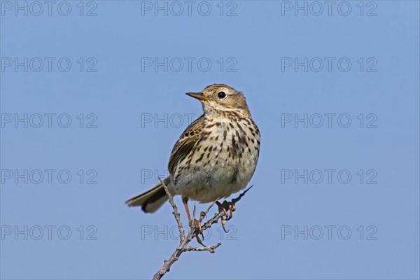 Meadow pipit