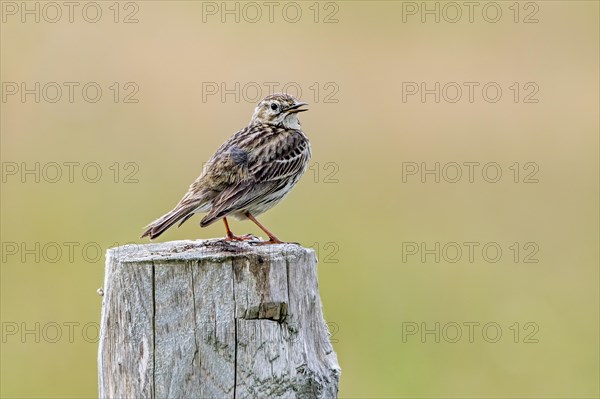 Meadow pipit