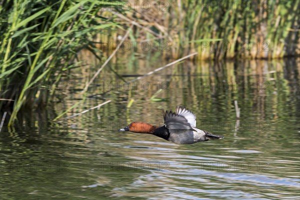 Common pochard