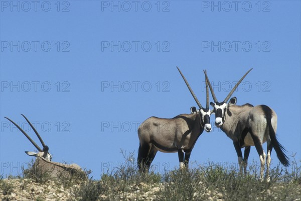 Three gemsbok