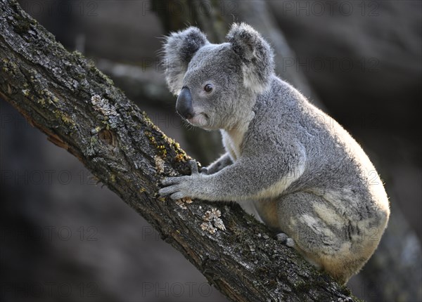 Koala