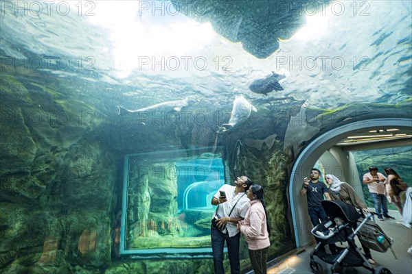 Arctic seals in the A Journey to Churchill exhibit at Assiniboine Zoo