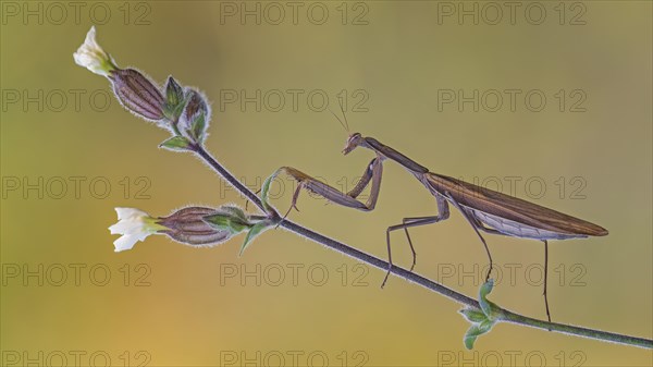 European mantis