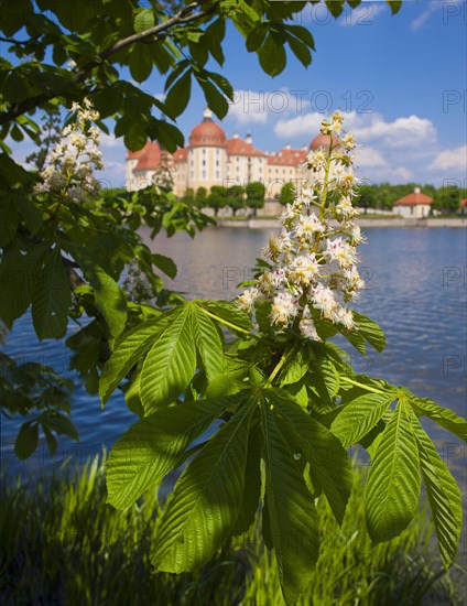 Moritzburg Baroque Palace