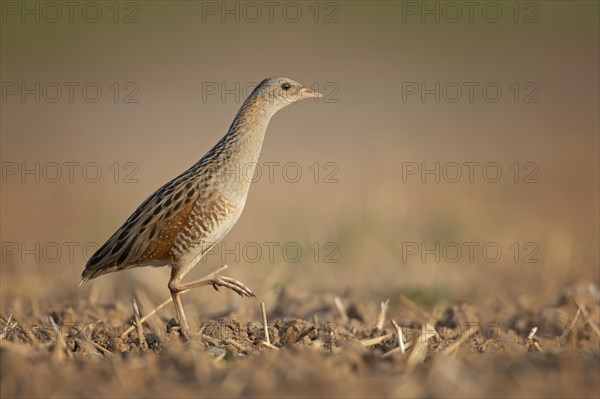 Corn crake