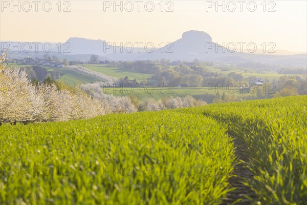 Cherry avenue on the Adamsberg with a view of the Koenigstein Fortress and the Lilienstein