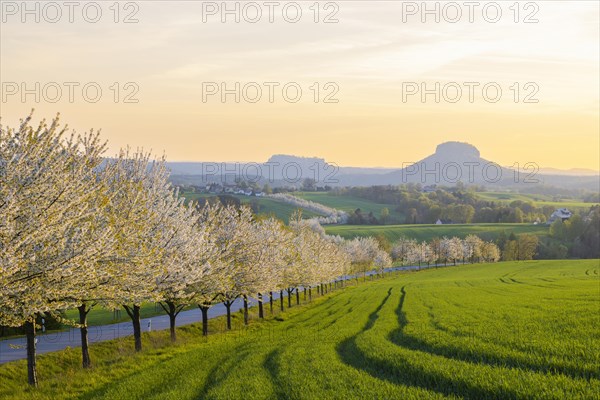 Cherry avenue on the Adamsberg with a view of the Koenigstein Fortress and the Lilienstein