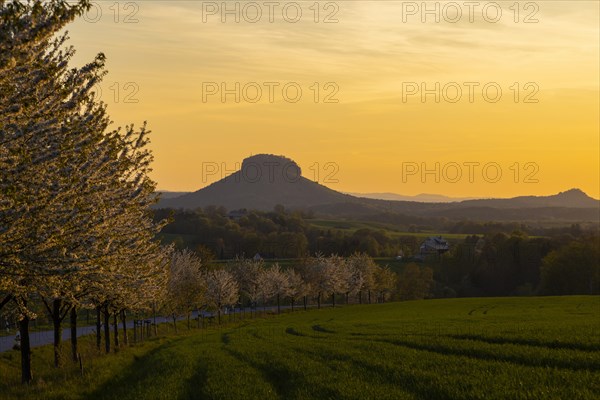 Cherry avenue on the Adamsberg with a view of the Koenigstein Fortress and the Lilienstein